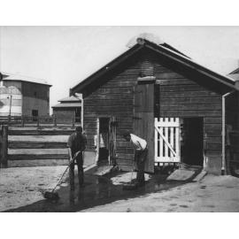 Eschelon Milking Shed (exterior): Two students cleaning outside with cow bails and silos in background [Hawkesbury Agricultural College (HAC)]