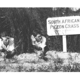 Experimental Plots: Two students lying in a plot of South African Pigeon Grass [Hawkesbury Agricultural College (HAC)]