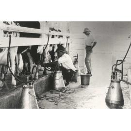 Eschelon Milking Shed (interior): Two students at work with milking machines (print 1 of 2) - cropped at top [Hawkesbury Agricultural College (HAC)]