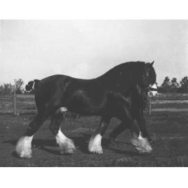 Stallion 'Royal Warden' walking with handler [Hawkesbury Agricultural College (HAC)]