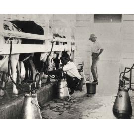 Eschelon Milking Shed (interior): Two students at work with milking machines (print 2 of 2) - cropped on right [Hawkesbury Agricultural College (HAC)]