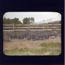 Group of Berkshire Sows 1913
