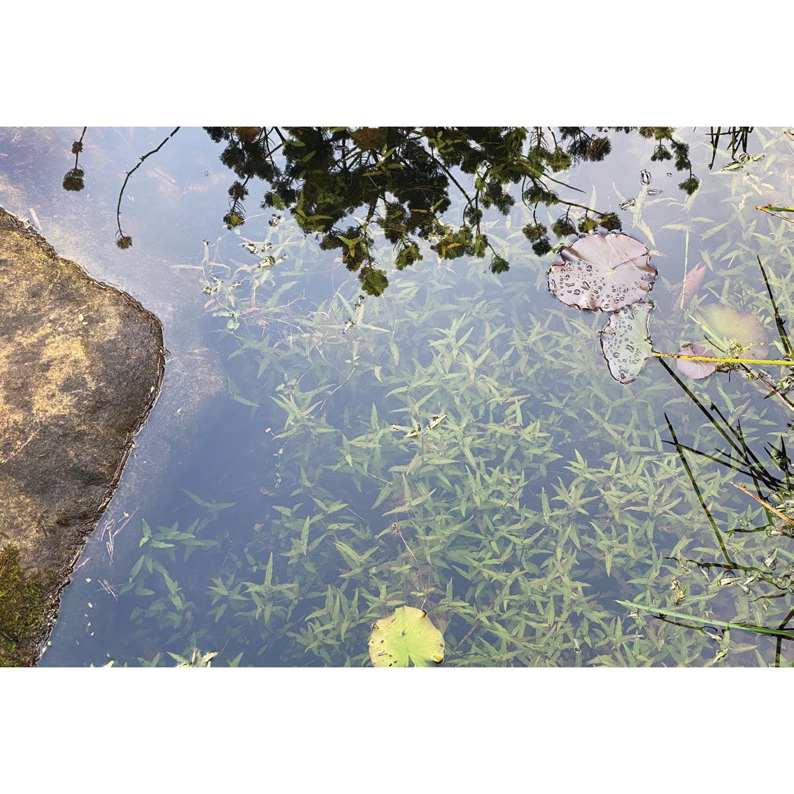 Awake Dreaming, Meditation, 2021 