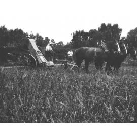 A stripper-harvester drawn by a four-horse team, working in a crop of barley on the experiment plots [Hawkesbury Agricultural College (HAC)]