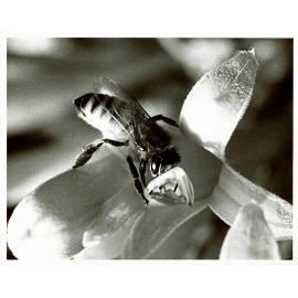 Close-up of a bee collecting nectar [Hawkesbury Agricultural College (HAC)]