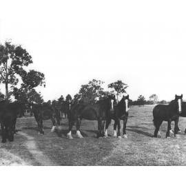 Clydesdale horses in paddock [Hawkesbury Agricultural College (HAC)]