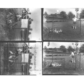 Poultry - Composite of four photos - two with a student handling a guinea fowl from the flock, and two of a staff member with flock of guinea fowl (poultry sheds in the background) [Hawkesbury Agricultural College (HAC)]