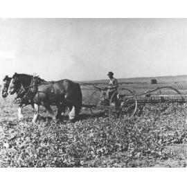 Earl Biddle (staff) harvesting with a two horse team [Hawkesbury Agricultural College (HAC)]