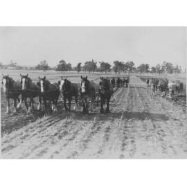 Four teams of horses ploughing the fields [Hawkesbury Agricultural College (HAC)]