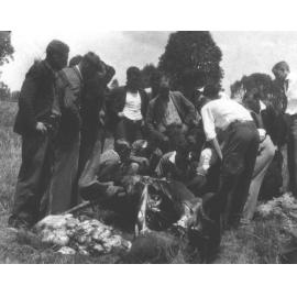 Group of students around a horse during a post mortem examination [Hawkesbury Agricultural College (HAC)]