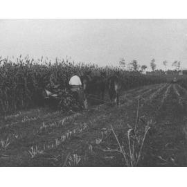 Harvesting with a three-horse team [Hawkesbury Agricultural College (HAC)]