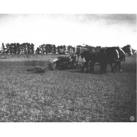 Harvesting with a three-horse team [Hawkesbury Agricultural College (HAC)]