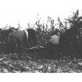 Harvesting (corn?) with a two-horse team [Hawkesbury Agricultural College (HAC)]