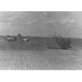 Harvesting hay with two three-horse teams each pulling a reaper and binder [Hawkesbury Agricultural College (HAC)]