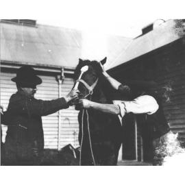 Horse examination - student examining horse's mouth [Hawkesbury Agricultural College (HAC)]
