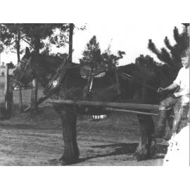 Horse in shafts showing harness, student holding reins [Hawkesbury Agricultural College (HAC)]