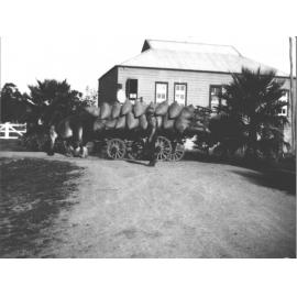 Horses and loaded wagon with student walking alongside, outside amphitheatre [Hawkesbury Agricultural College (HAC)]