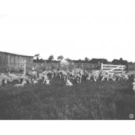 Sheep - Lambs in holding yard [Hawkesbury Agricultural College (HAC)]