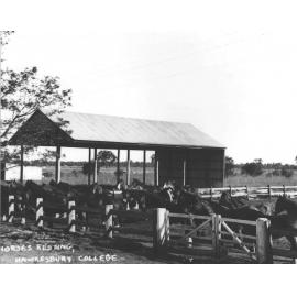 Large number of Clydesdale horses in yard near the hay shed [Hawkesbury Agricultural College (HAC)]