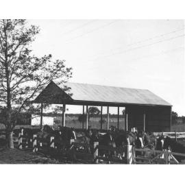 Large number of Clydesdale horses in yard near the hay shed [Hawkesbury Agricultural College (HAC)]
