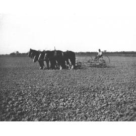 Man (staff?) behind a five horse team pulling a scarifier [Hawkesbury Agricultural College (HAC)]