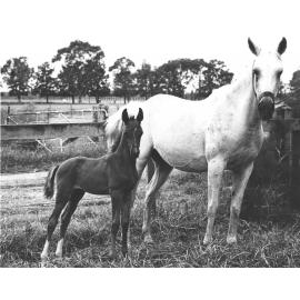 Mare and foal in paddock [Hawkesbury Agricultural College (HAC)]