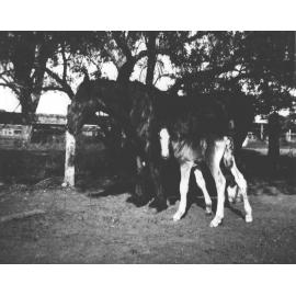 Mare and foal, under trees for shade [Hawkesbury Agricultural College (HAC)]