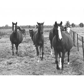 Mares and foals in paddock [Hawkesbury Agricultural College (HAC)]