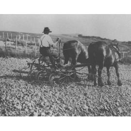 Man working a two horse team, using a scarifier (an implement for loosening the soil) [Hawkesbury Agricultural College (HAC)]