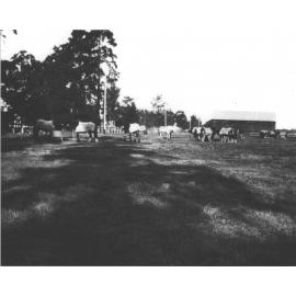 Clydesdale horses in yard near hay shed [Hawkesbury Agricultural College (HAC)]