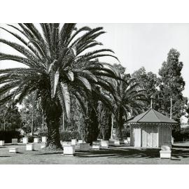 Apiary and hives - well established trees and pines [Hawkesbury Agricultural College (HAC)]