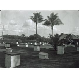 Apiary and hives - Building on right (Print 2 of 2) [Hawkesbury Agricultural College (HAC)]