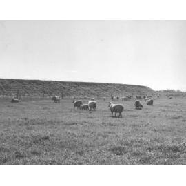 Sheep - Grazing in a paddock [Hawkesbury Agricultural College (HAC)]