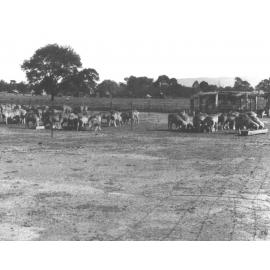 Sheep - in yards eating out of troughs [Hawkesbury Agricultural College (HAC)]