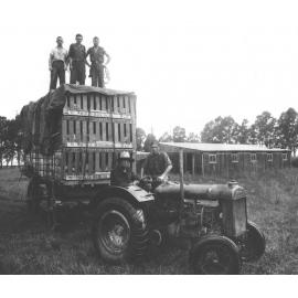 Staff member at the wheel of a Fordson tractor pulling a trailer stacked with pig crates [Hawkesbury Agricultural College (HAC)]