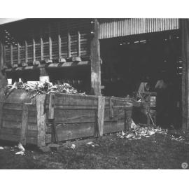 Student operating a machine for husking and shelling maize [Hawkesbury Agricultural College (HAC)]