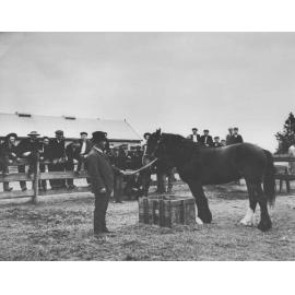 Students and instructor with horse - Stable Square in background [Hawkesbury Agricultural College (HAC)]