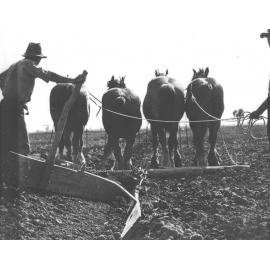 Students working a four-horse team, making furrows [Hawkesbury Agricultural College (HAC)]