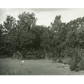 Sulky or dray in amongst trees [Hawkesbury Agricultural College (HAC)]