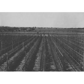 Experimental Plots: Tomatoes trellised for the early crop [Hawkesbury Agricultural College (HAC)]