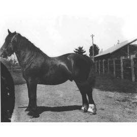 Unidentified horse (stallion) [Hawkesbury Agricultural College (HAC)]