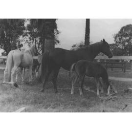 Two mares with their foals in paddock [Hawkesbury Agricultural College (HAC)]