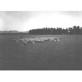 Sheep - Student on horseback rounding up a flock [Hawkesbury Agricultural College (HAC)]