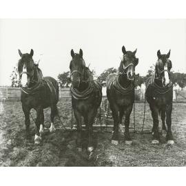 Four-horse team standing facing camera, student handler visible between horses - ploughing [Hawkesbury Agricultural College (HAC)]