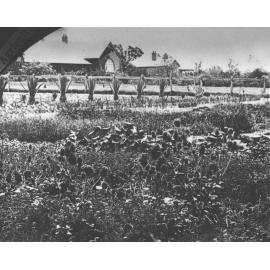 Experimental Plots: Area in front of Main Building [Hawkesbury Agricultural College (HAC)]