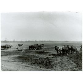 Students ploughing - Four and six horse teams [Hawkesbury Agricultural College (HAC)]