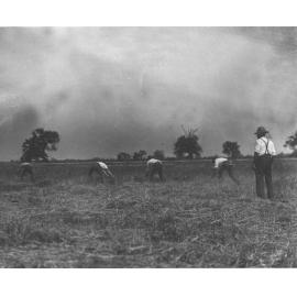Four students using scythes under the instruction of a staff member [Hawkesbury Agricultural College (HAC)]