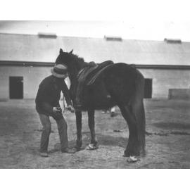 Horse being saddled in Stable Square [Hawkesbury Agricultural College (HAC)]