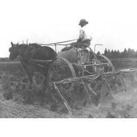 Student using a potato sprayer on a horse-drawn cart [Hawkesbury Agricultural College (HAC)]