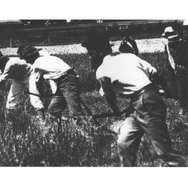 Students scything hay [Hawkesbury Agricultural College (HAC)]